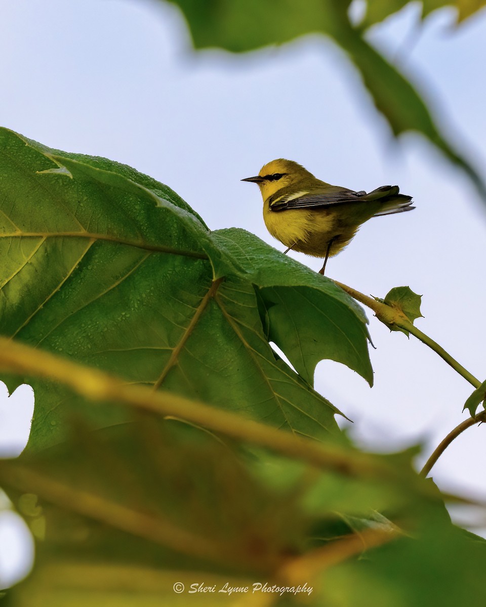 Blue-winged Warbler - ML608398397