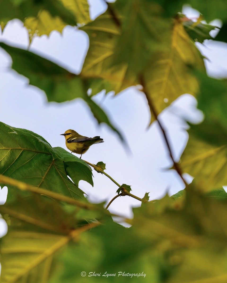 Blue-winged Warbler - ML608398402