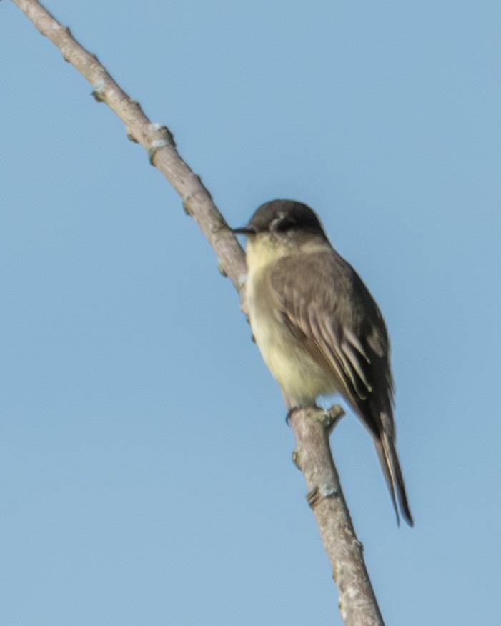 Eastern Phoebe - ML608398409