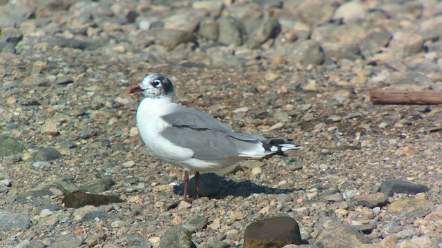 Franklin's Gull - ML608398653