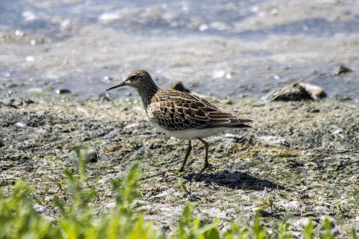 Pectoral Sandpiper - ML608398694