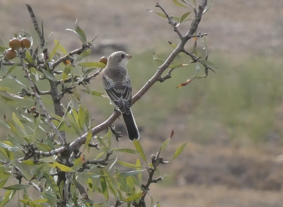 Woodchat Shrike - ML608398708