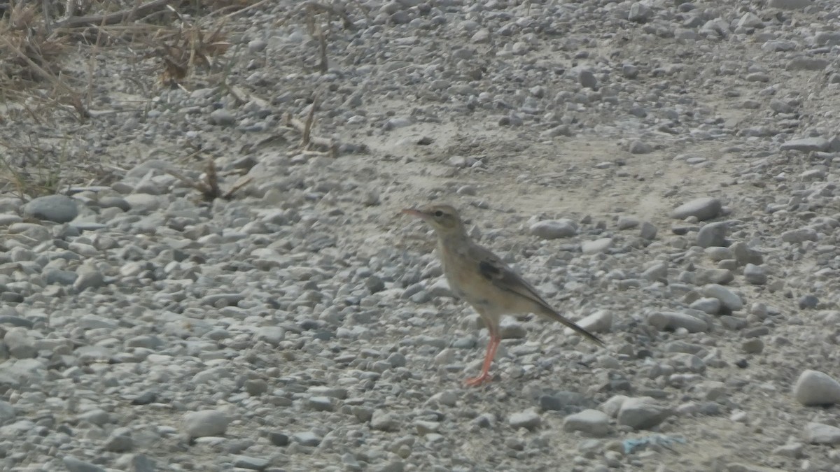 Tawny Pipit - Zulfu Farajli