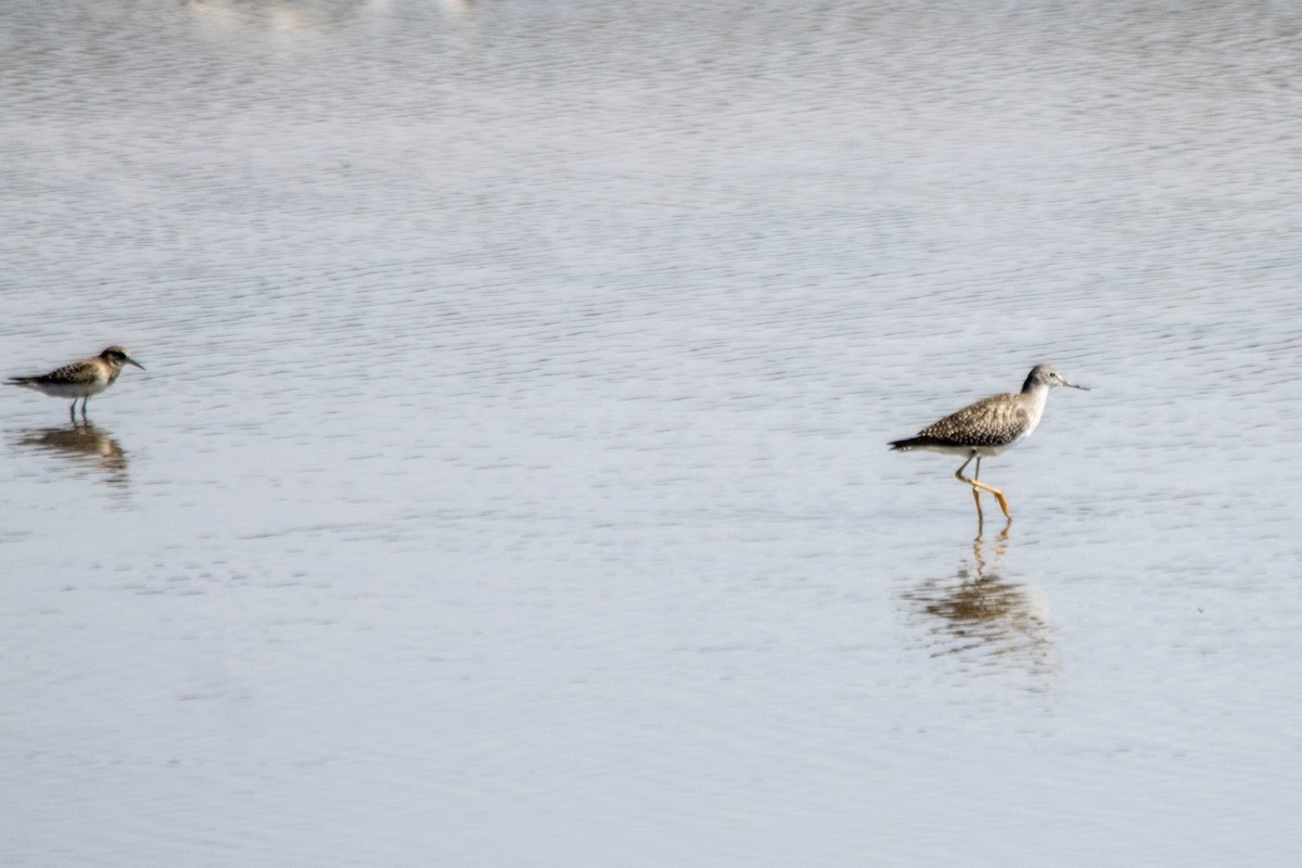 Lesser Yellowlegs - ML608398774