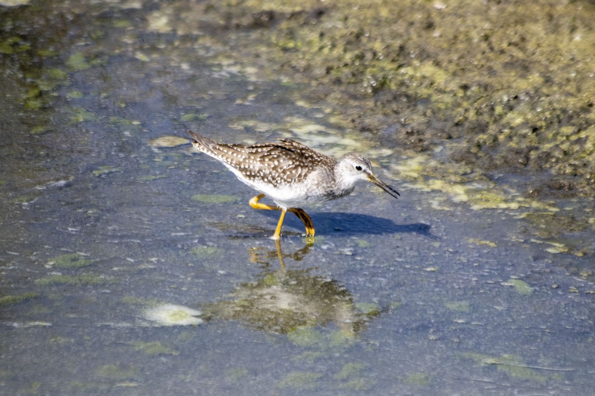 Lesser Yellowlegs - ML608398775