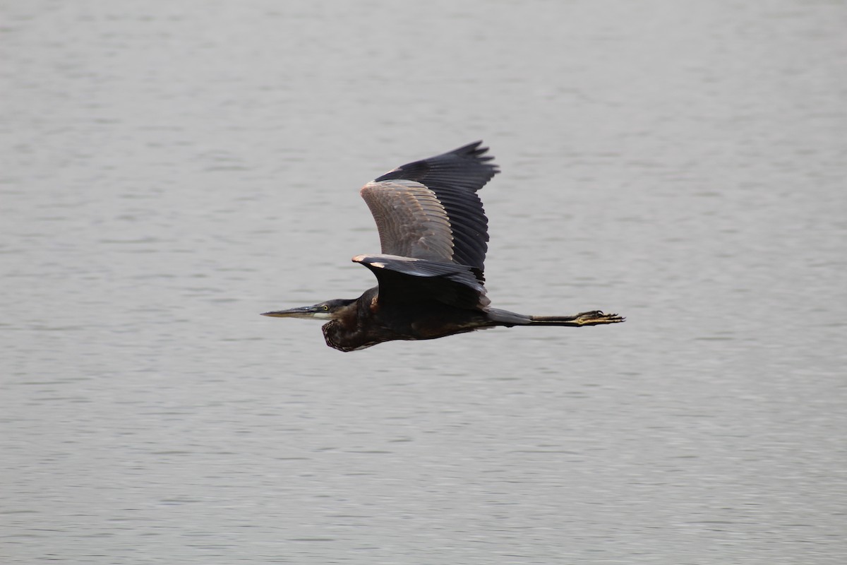 Great Blue Heron - ML608398905