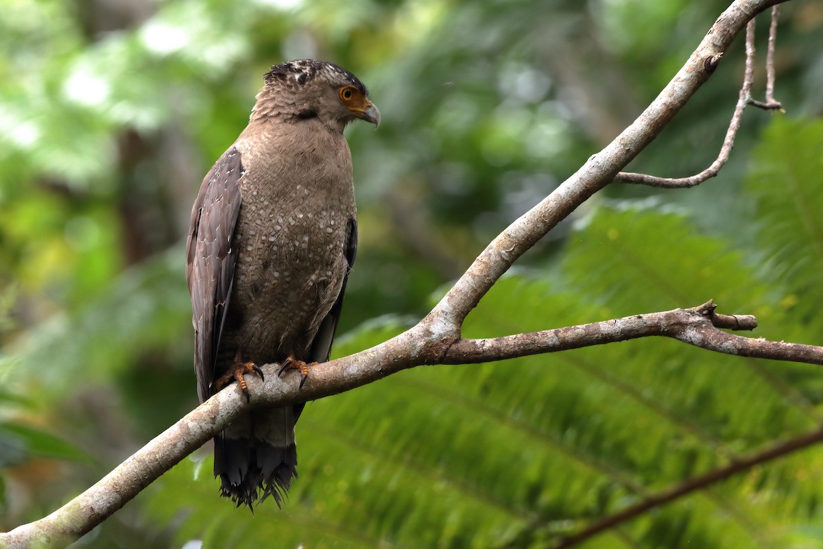 Crested Serpent-Eagle (Ryukyu) - ML608398921