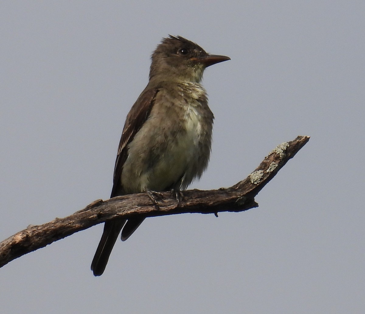 Olive-sided Flycatcher - ML608399004