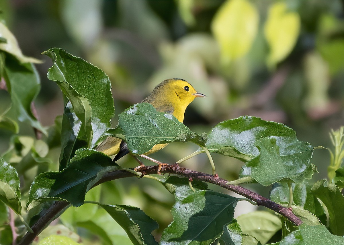 Wilson's Warbler - ML608399008