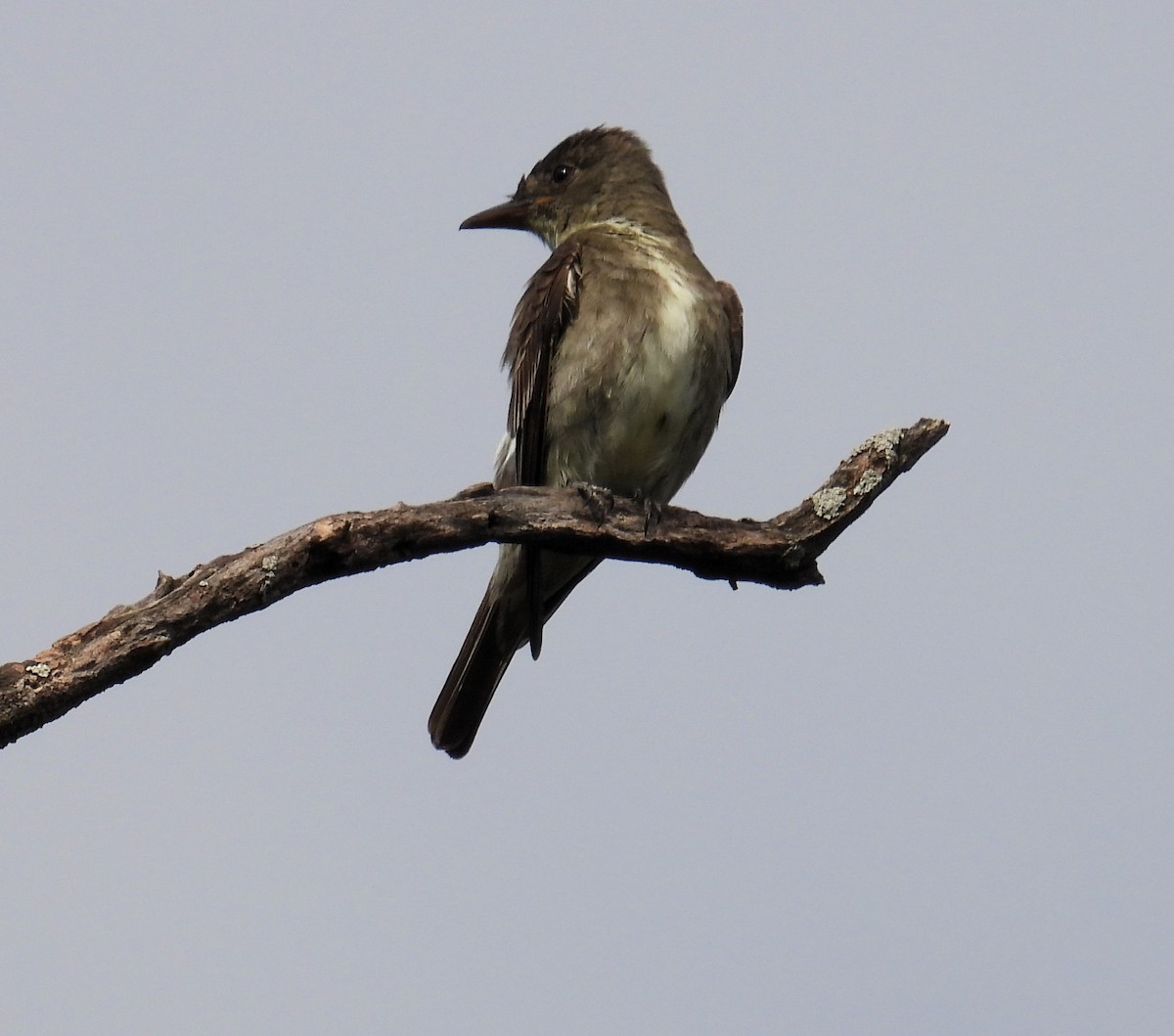 Olive-sided Flycatcher - ML608399012