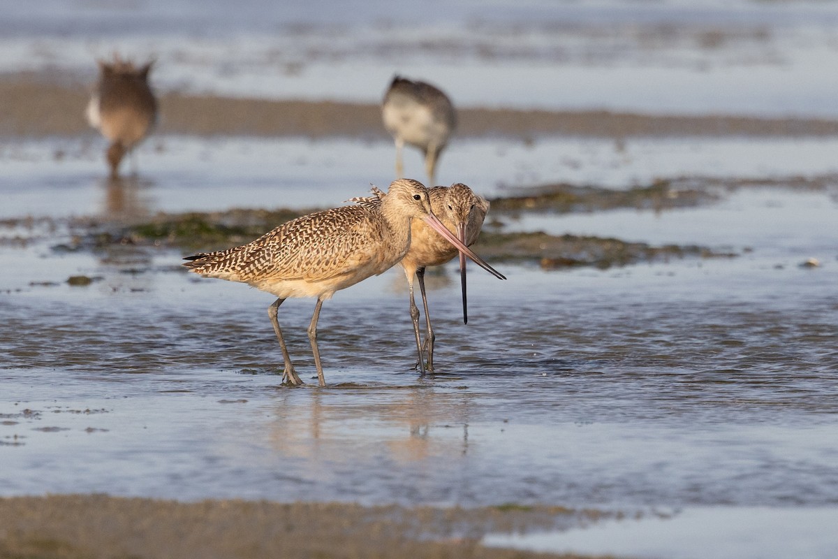 Marbled Godwit - ML608399025