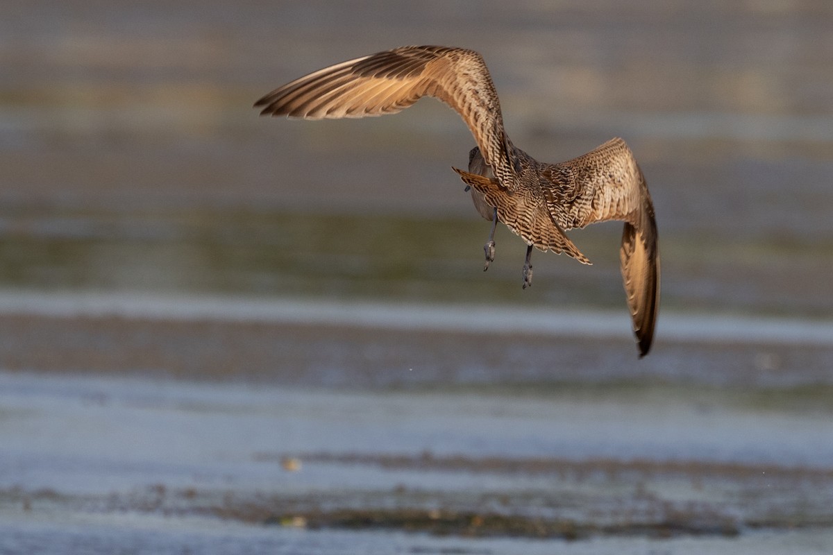 Marbled Godwit - ML608399035