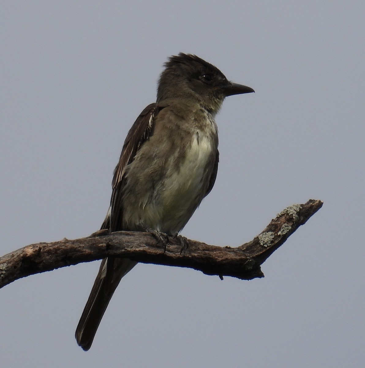 Olive-sided Flycatcher - Karen Carbiener