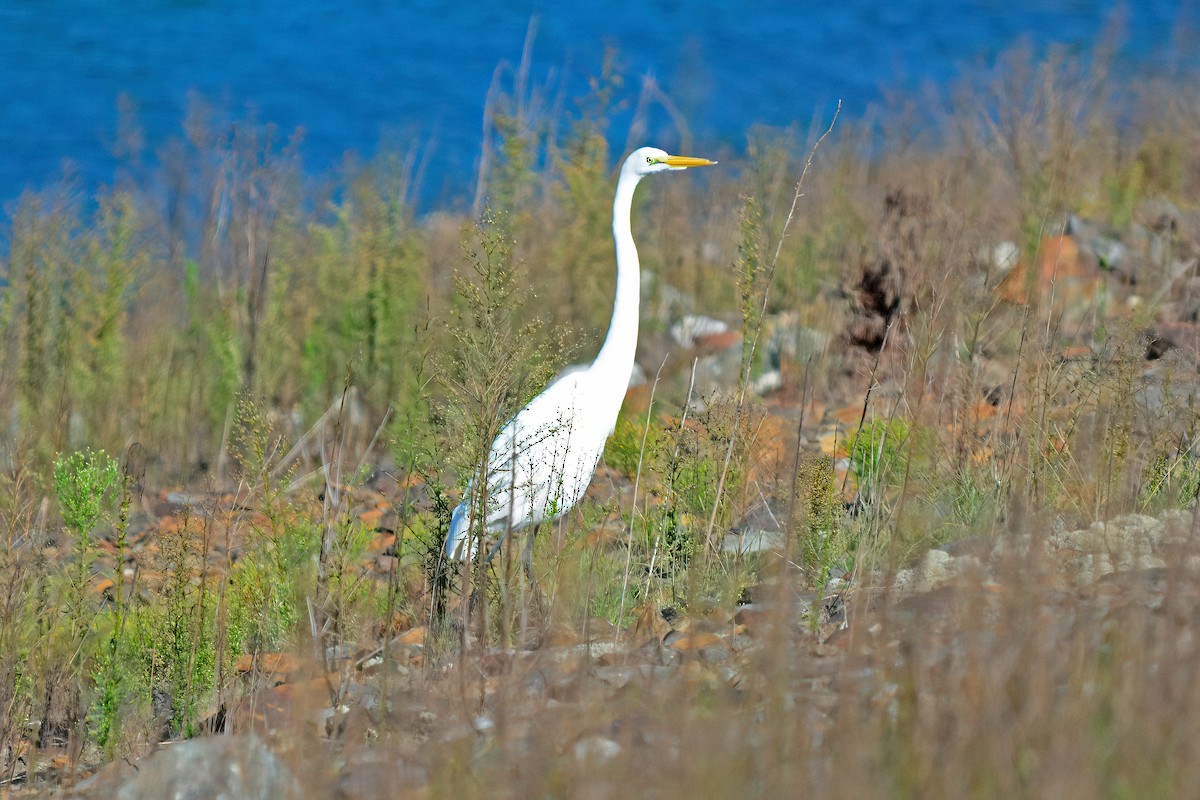 Great Egret - ML608399204