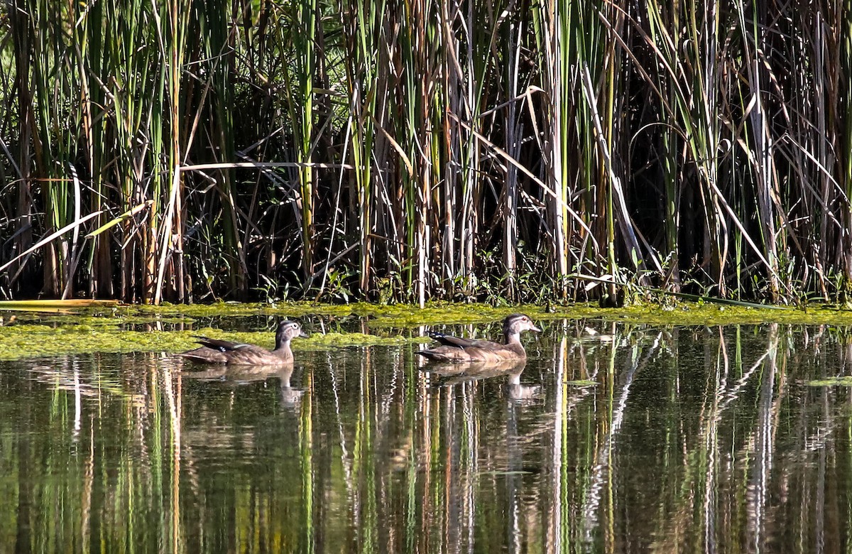 Wood Duck - ML608399275