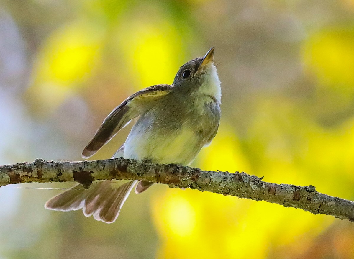 Eastern Wood-Pewee - ML608399281