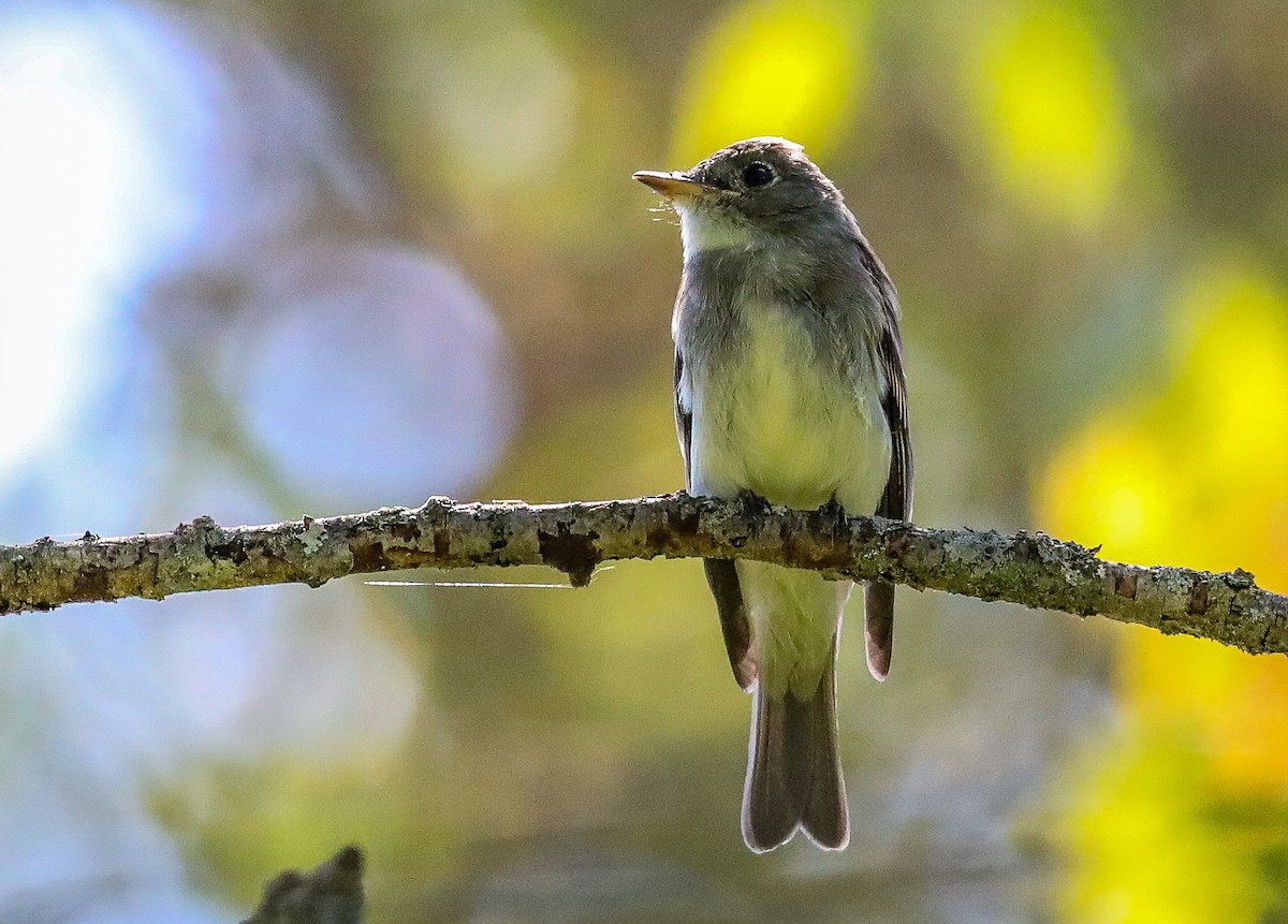 Eastern Wood-Pewee - ML608399282