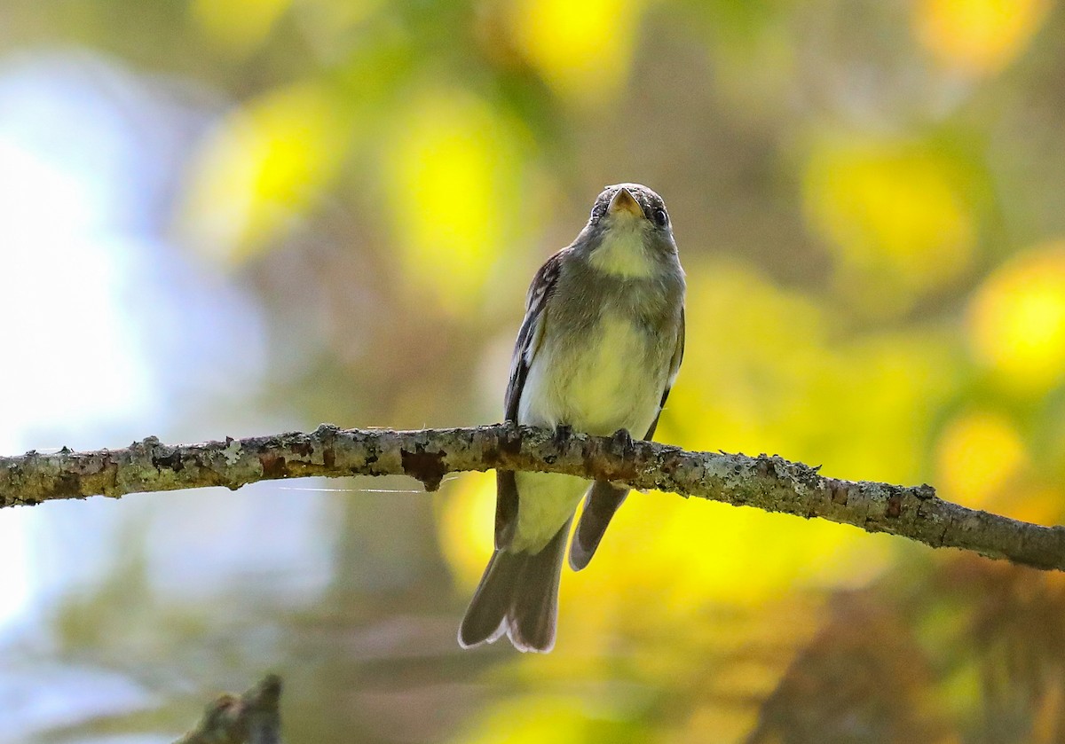 Eastern Wood-Pewee - ML608399283