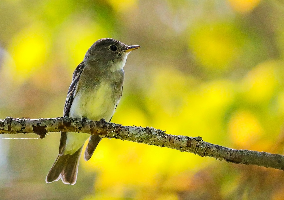 Eastern Wood-Pewee - ML608399284