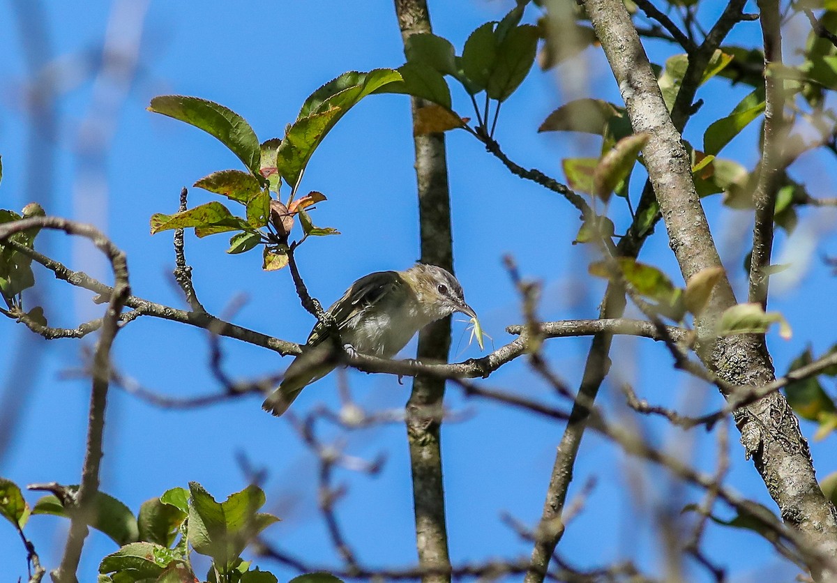 Red-eyed Vireo - ML608399306