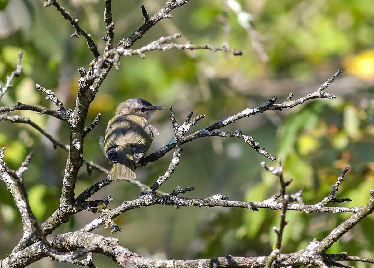 Red-eyed Vireo - ML608399307