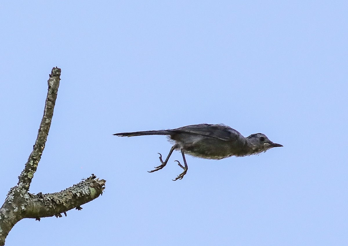 Gray Catbird - ML608399332