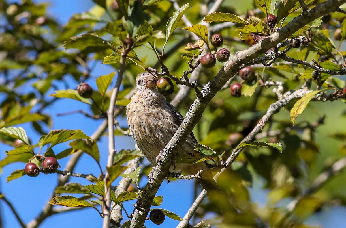 House Finch - ML608399353