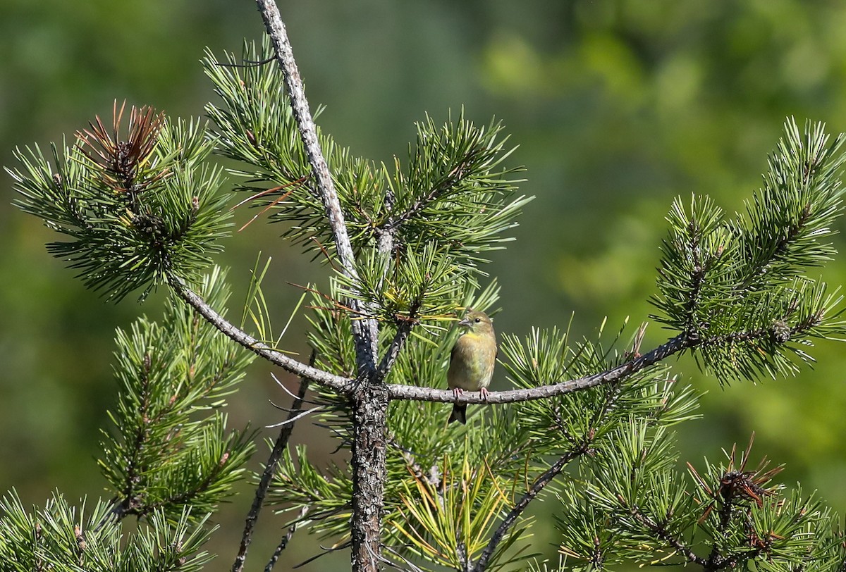 American Goldfinch - ML608399356