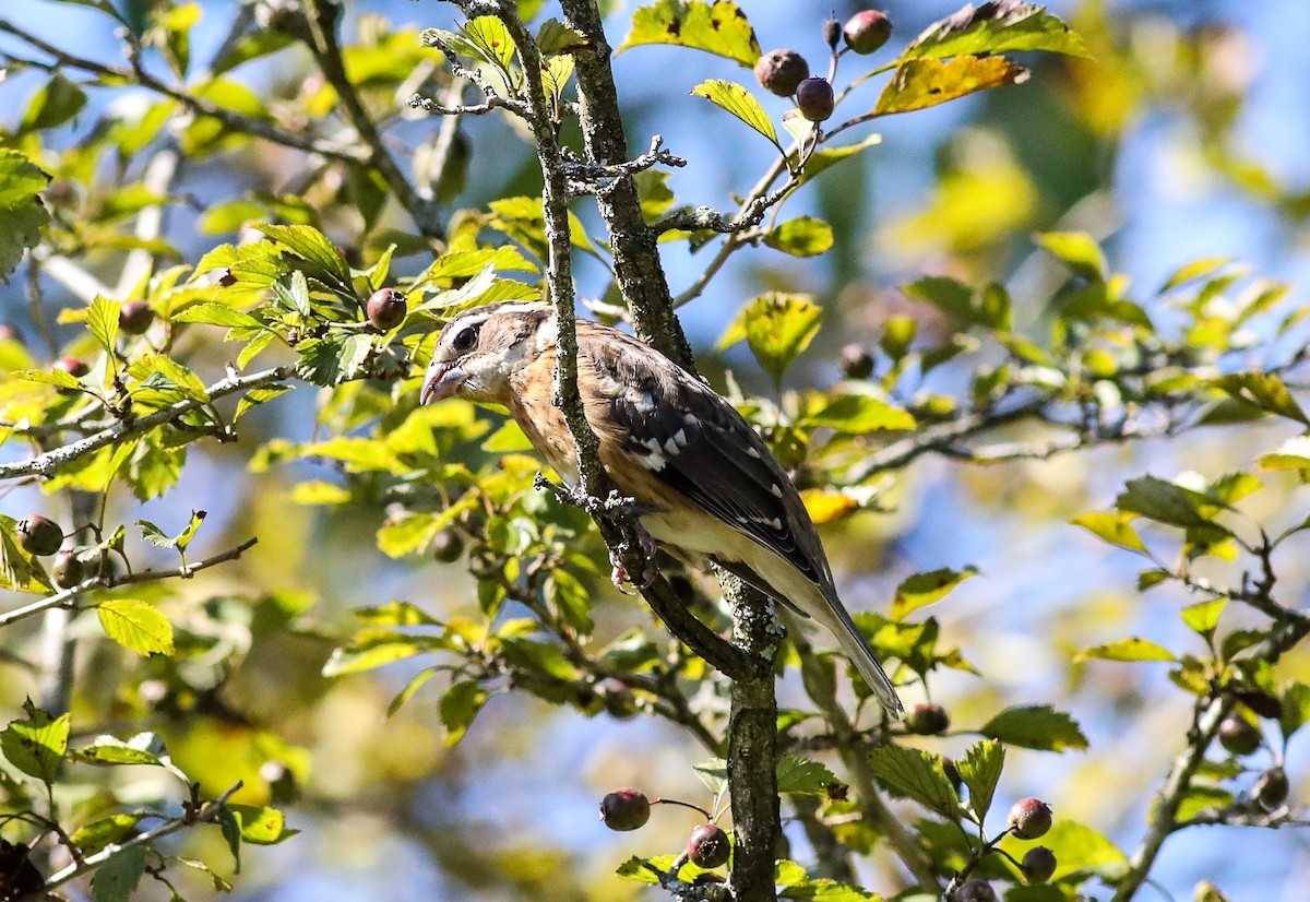 Rose-breasted Grosbeak - ML608399361