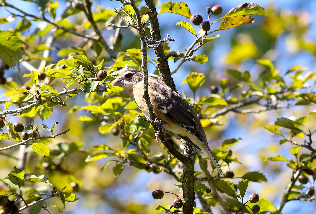 Rose-breasted Grosbeak - ML608399362