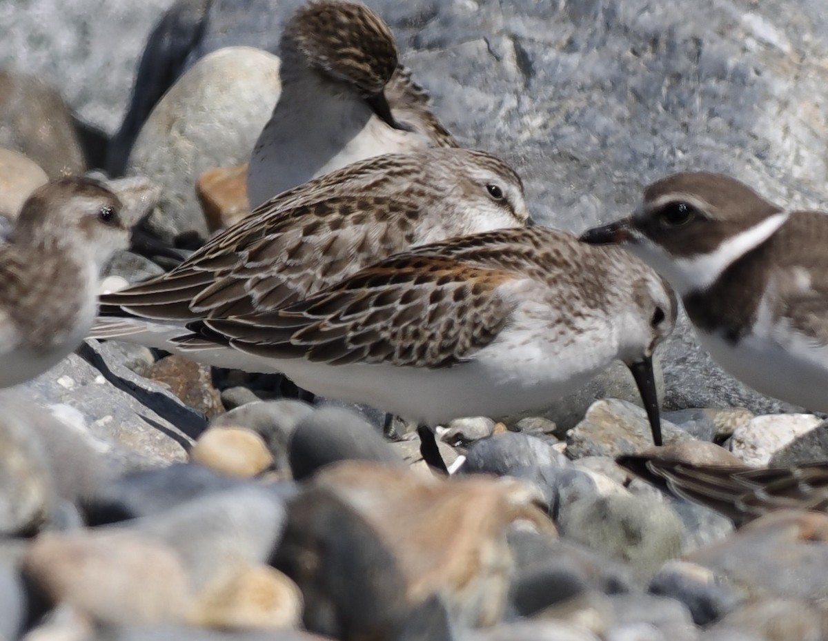 Western Sandpiper - Jim Sparrell