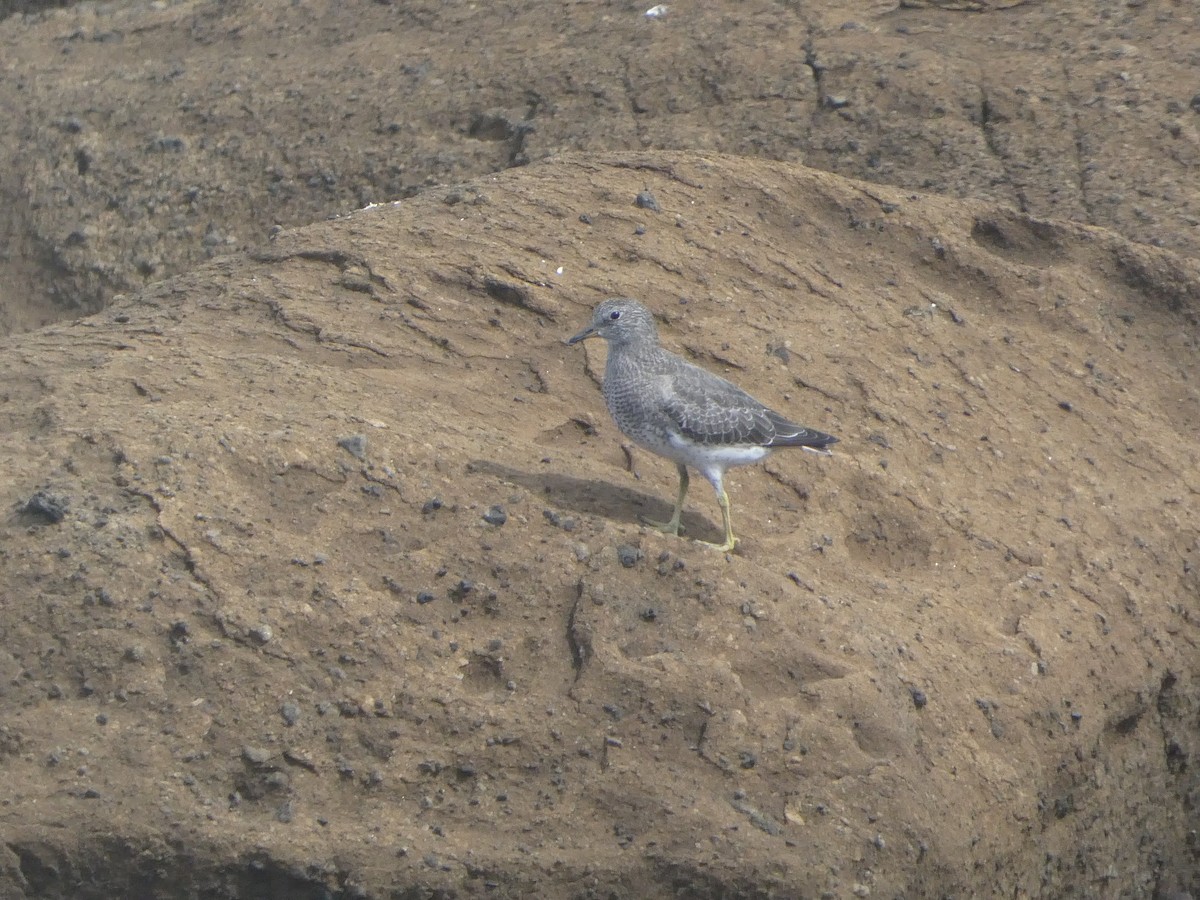 Surfbird - Lucas Mansfield