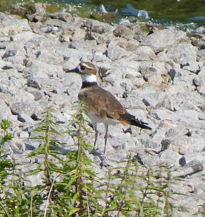 Killdeer - ML608399543