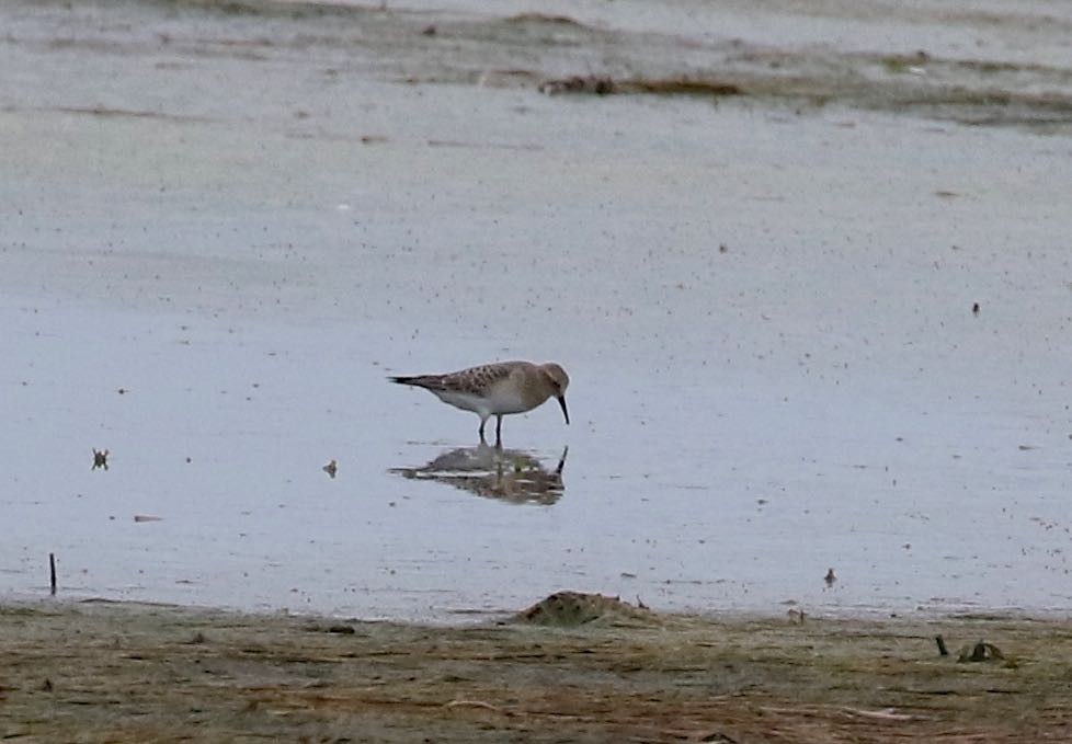 Baird's Sandpiper - ML608399809