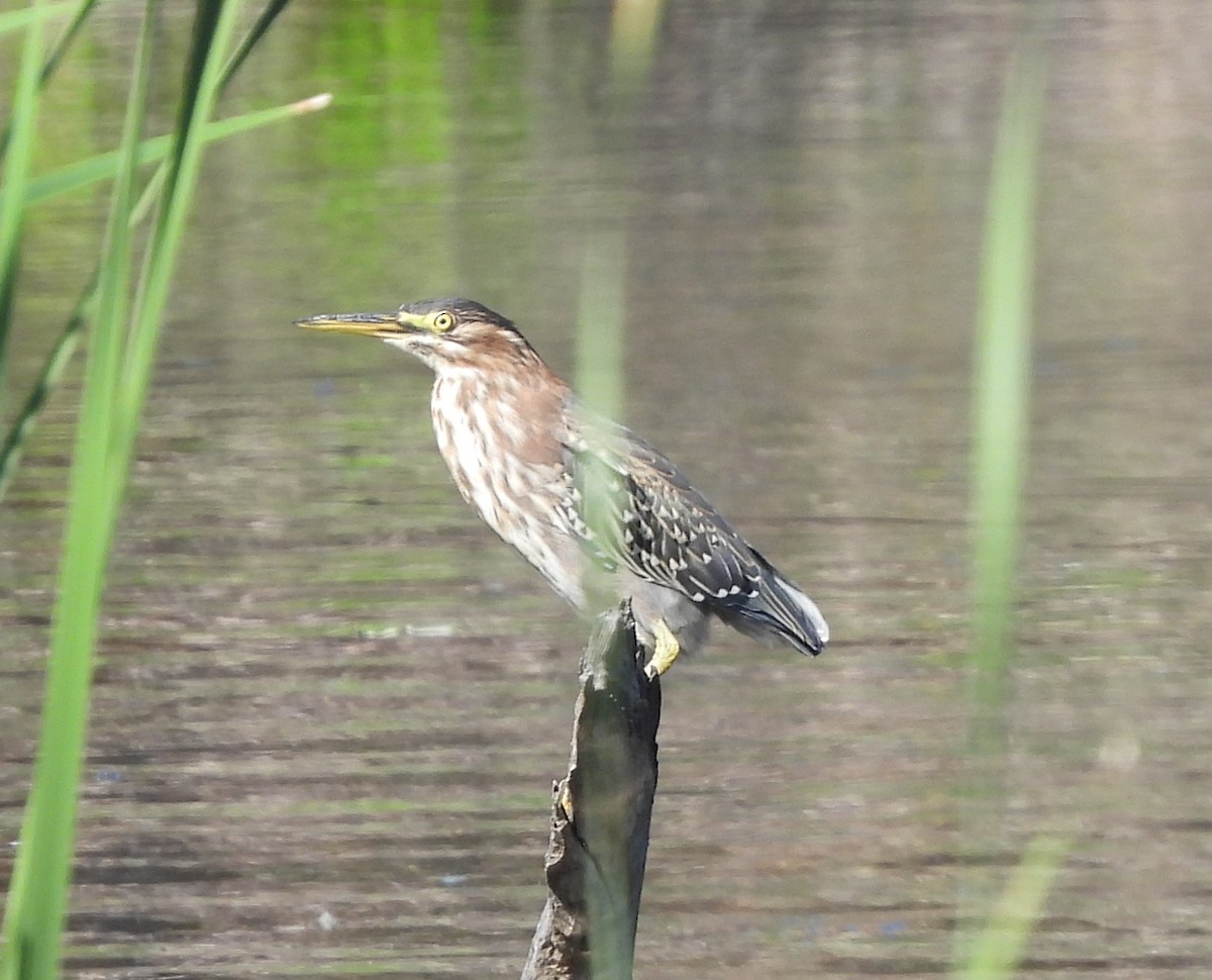 Green Heron - ML608399815