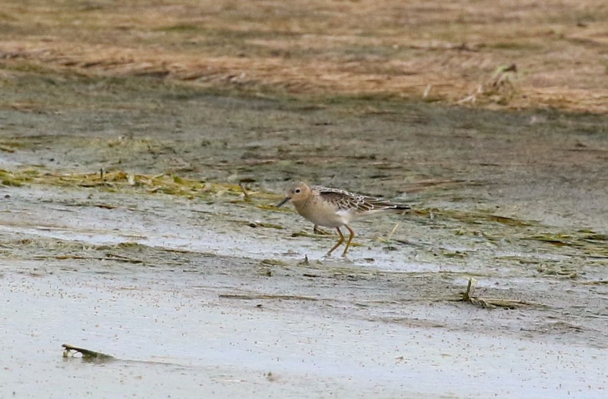 Buff-breasted Sandpiper - ML608399895