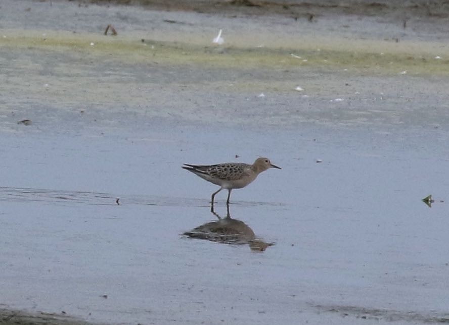 Buff-breasted Sandpiper - ML608399902