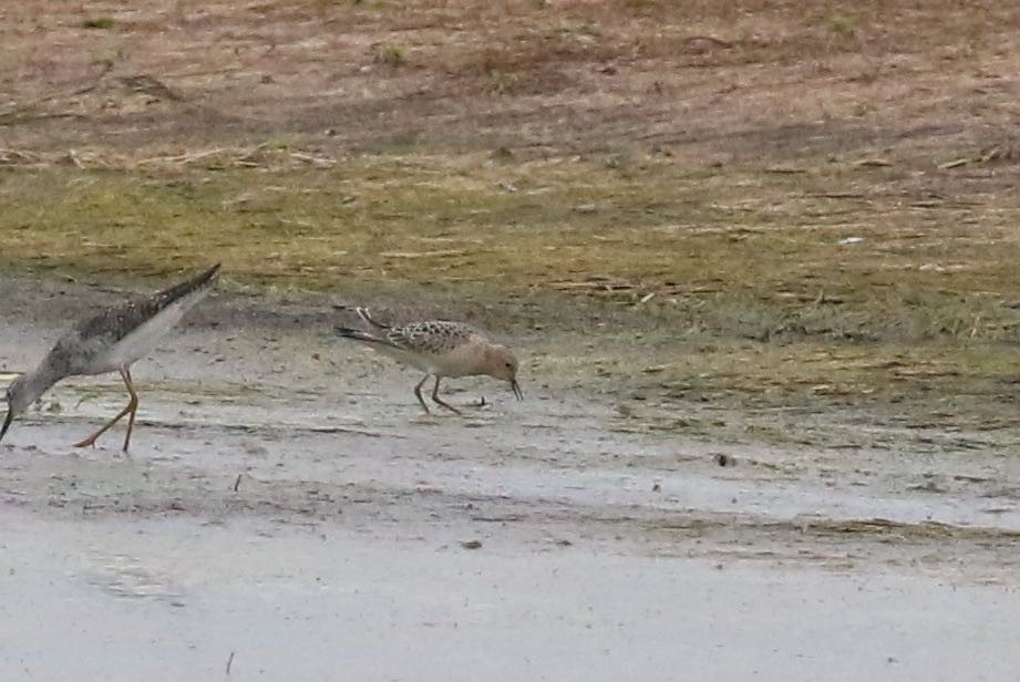 Buff-breasted Sandpiper - ML608399905