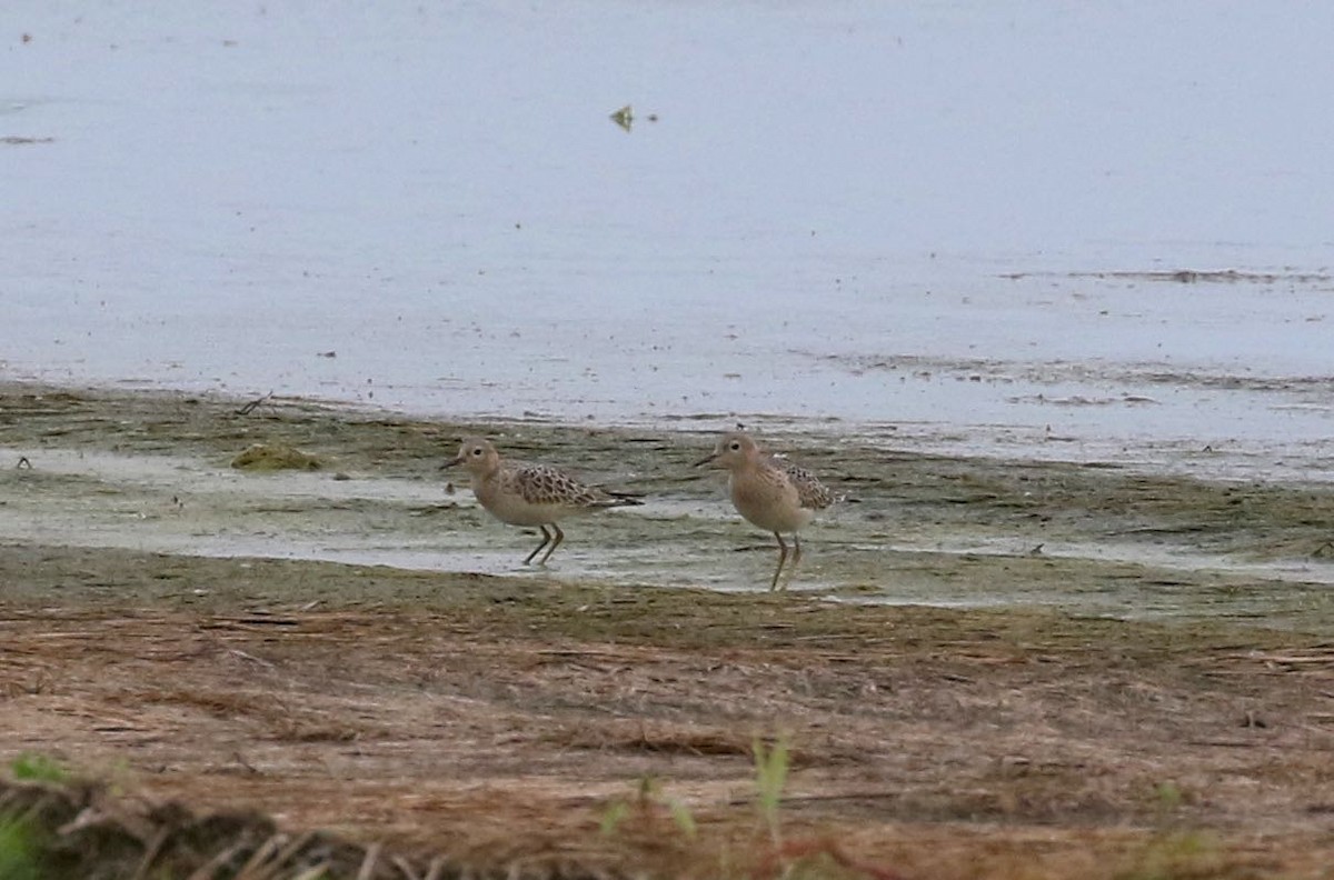 Buff-breasted Sandpiper - ML608399911