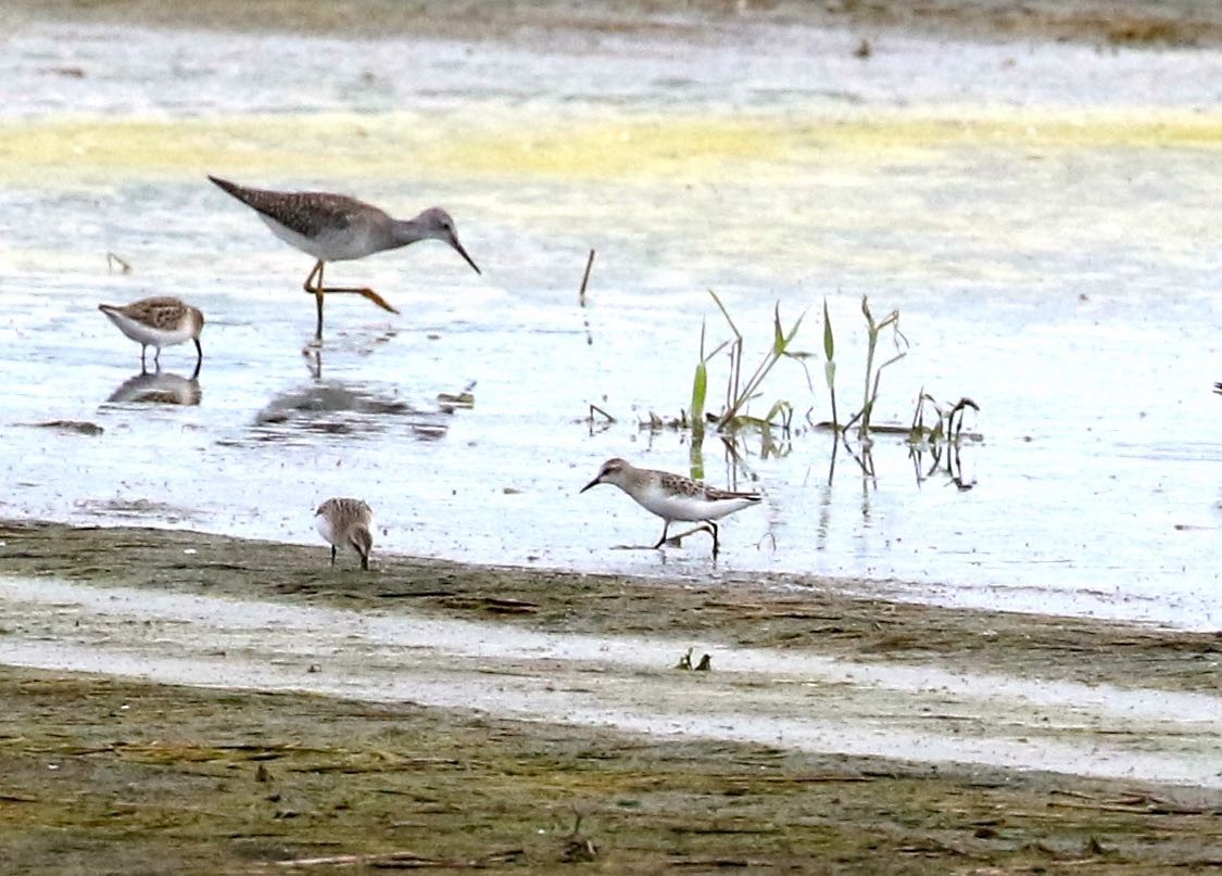 Semipalmated Sandpiper - ML608399915