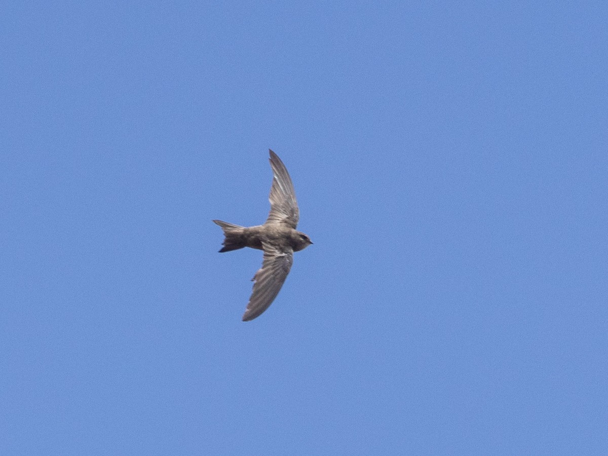 Cape Verde Swift - Angus Wilson