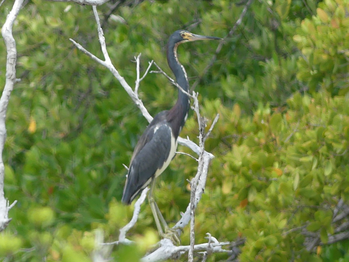 Tricolored Heron - ML608400219