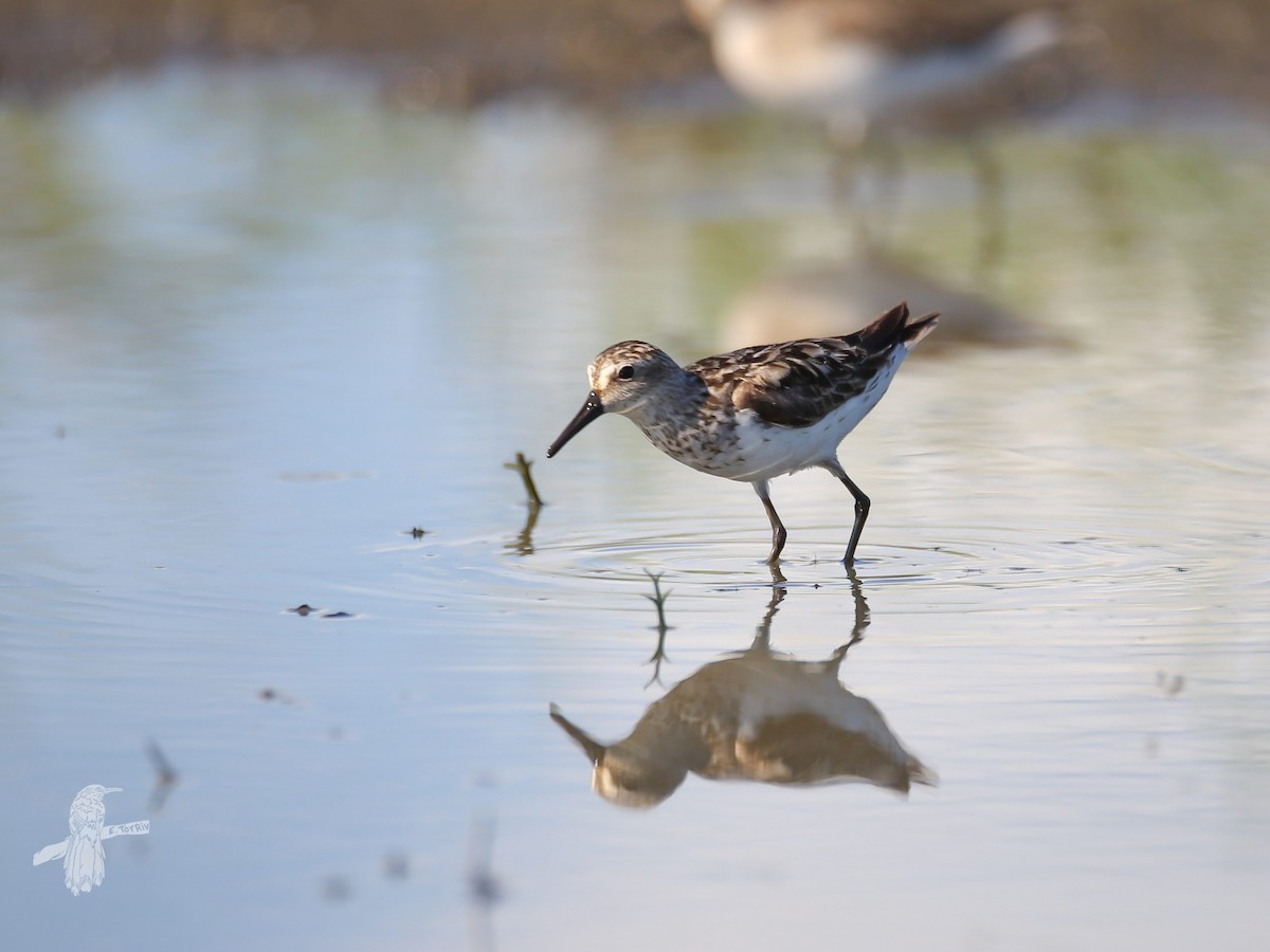 Least Sandpiper - Eric Torres-Rivera