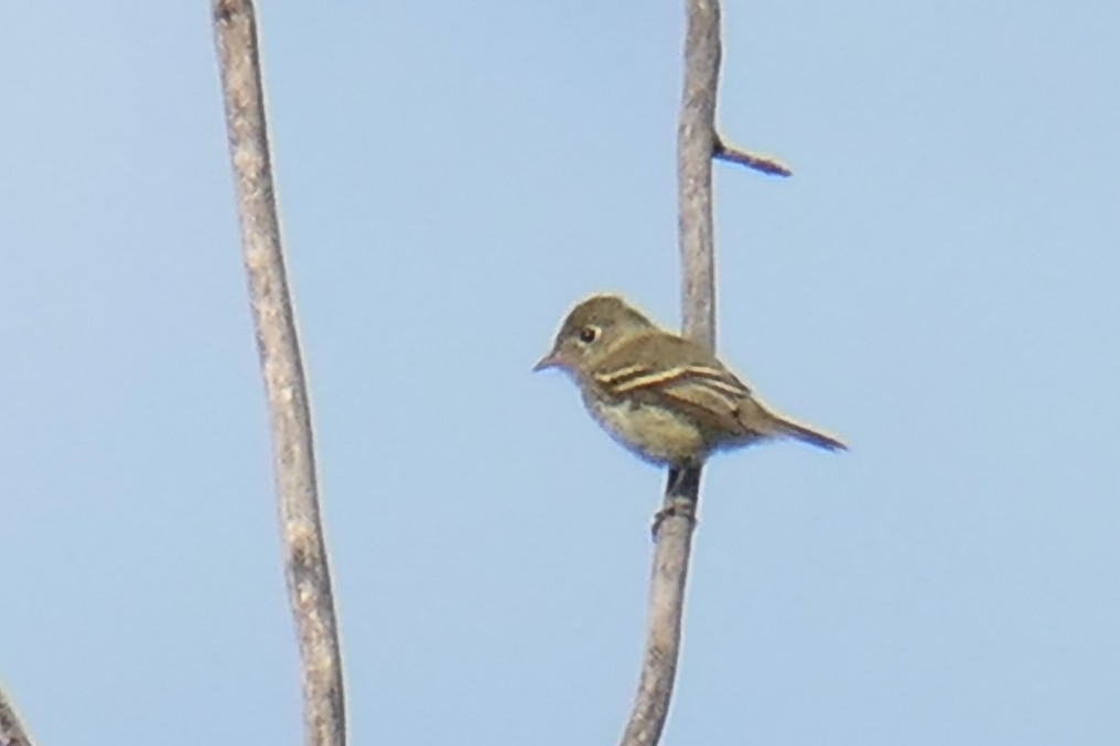 Moucherolle tchébec - ML608400255