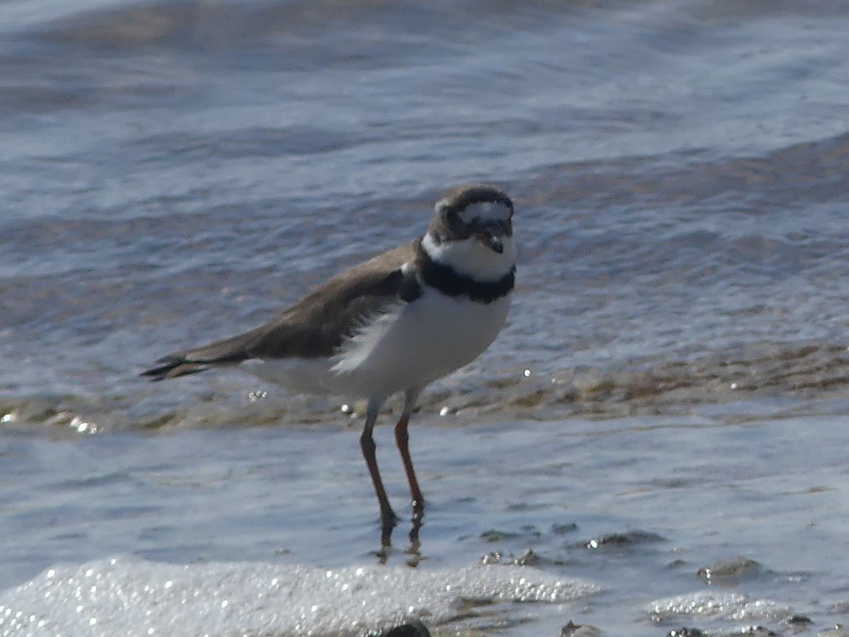 Semipalmated Plover - ML608400276