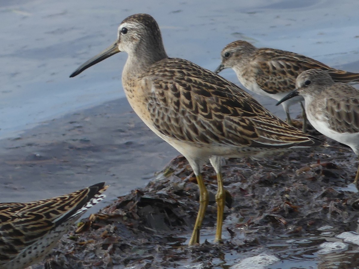 Short-billed Dowitcher - ML608400317