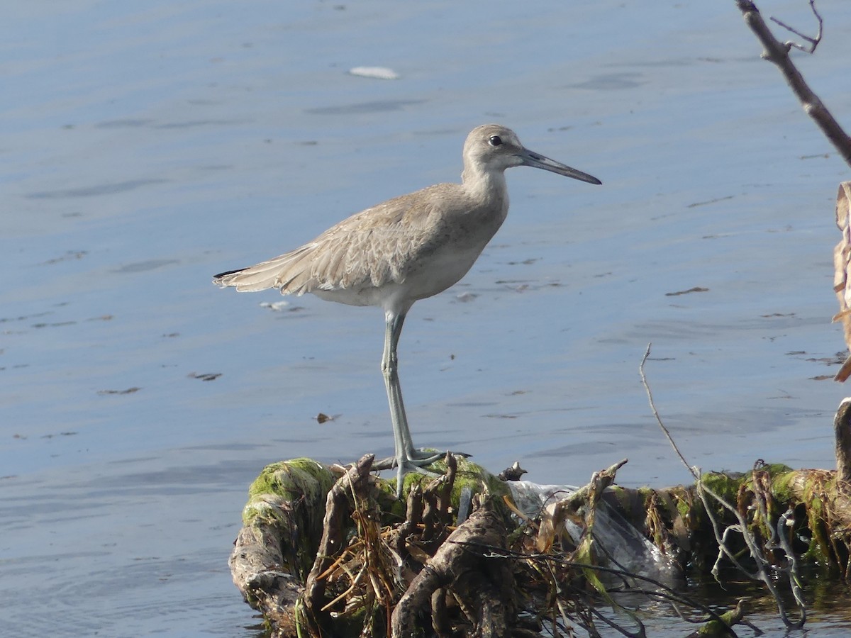 Willet - ML608400332