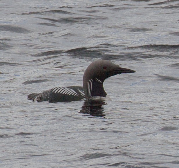 Arctic Loon - ML608400470