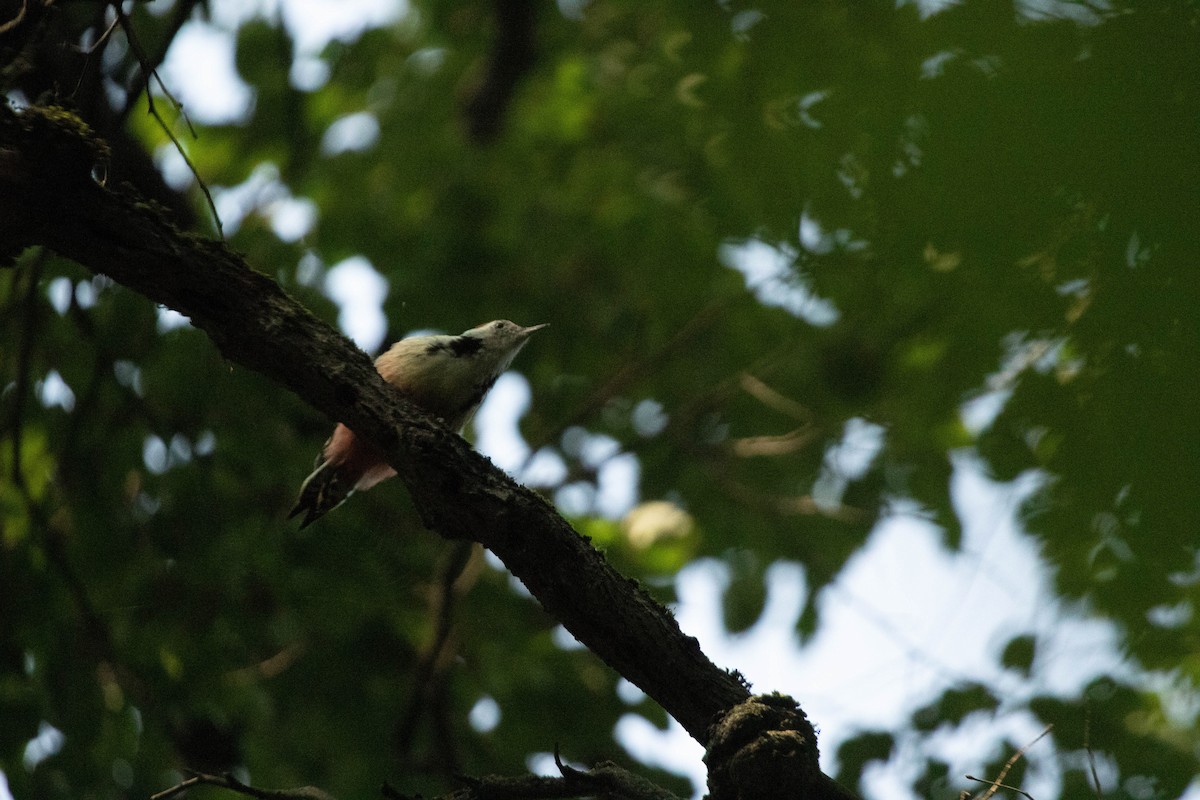 Middle Spotted Woodpecker - Liya Ramazanova