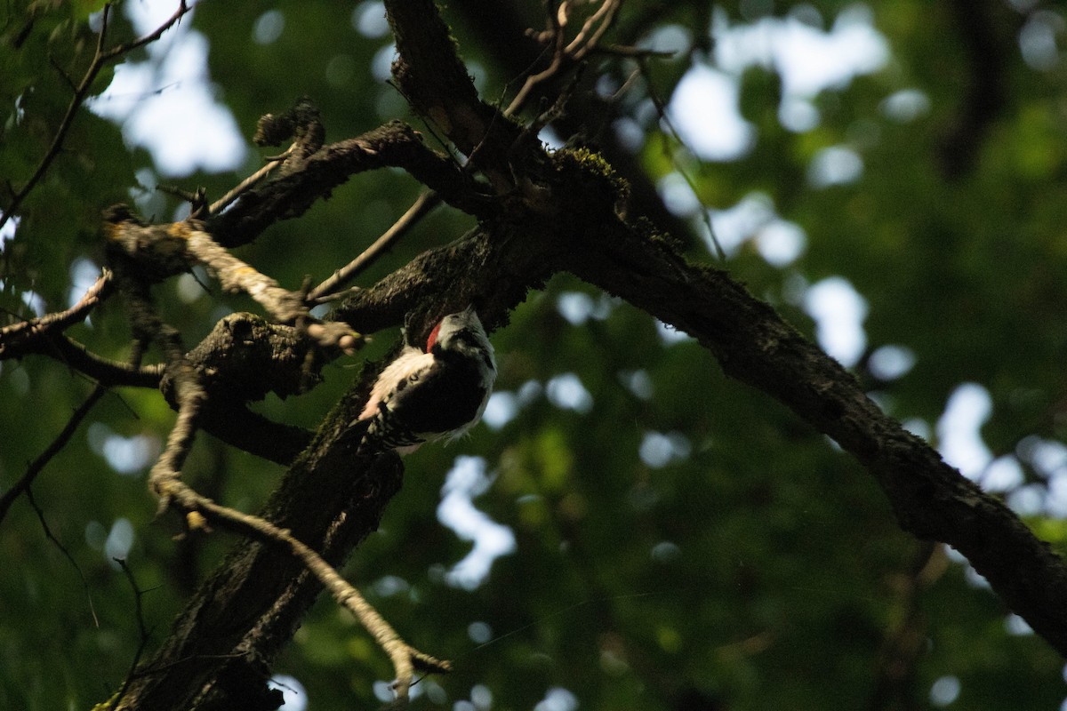 Middle Spotted Woodpecker - ML608400517